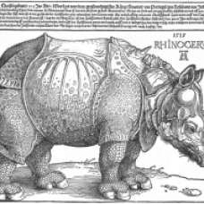 Rinoceronte - Albrecht Durer